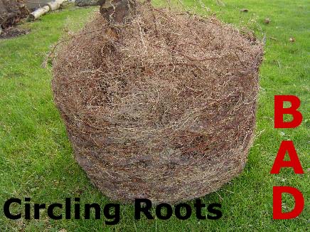Circling Roots