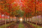 Norwegian & Pacific Sunset Maples (click for information about these varieties)