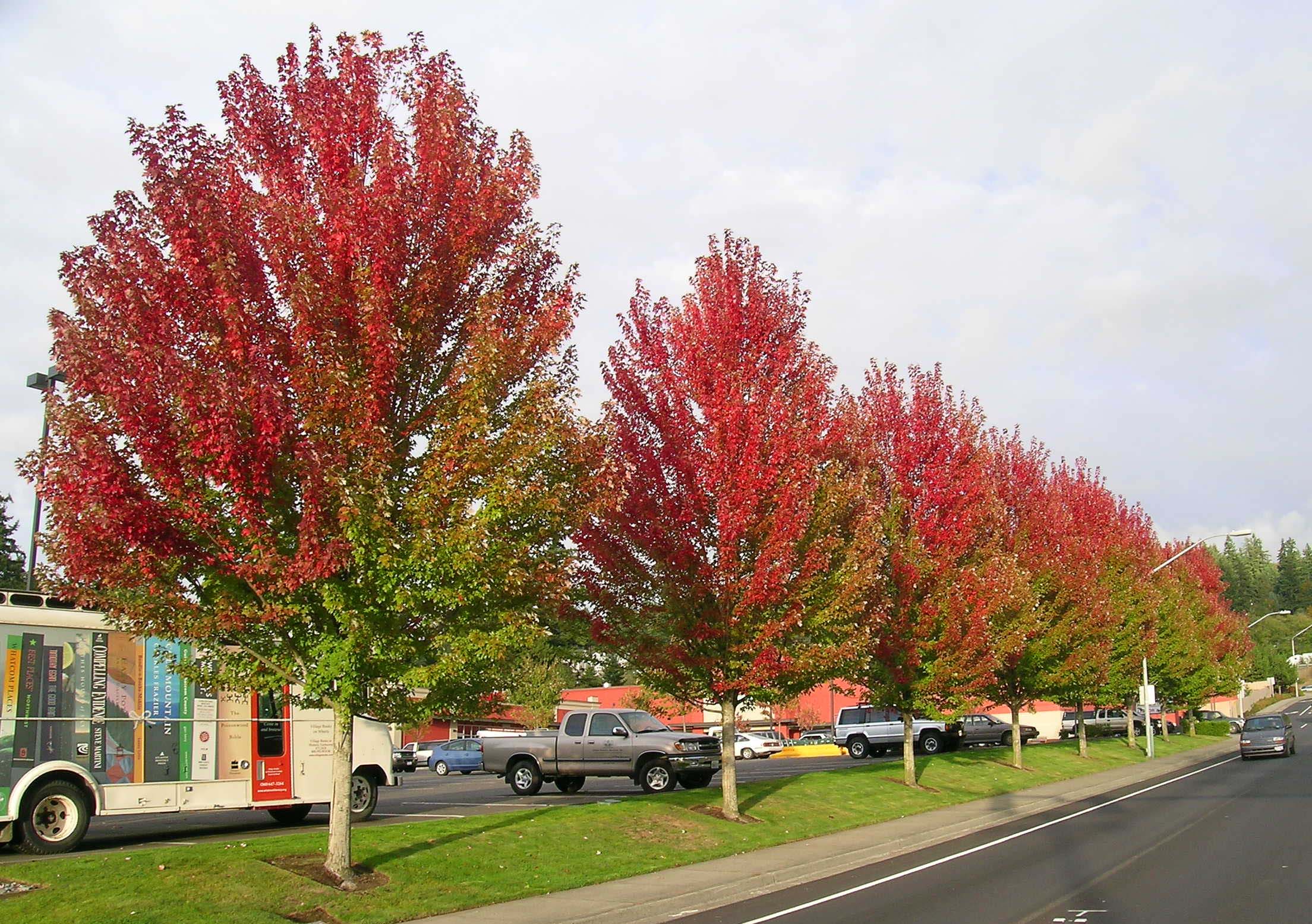 autumn blaze maple tree growth rate