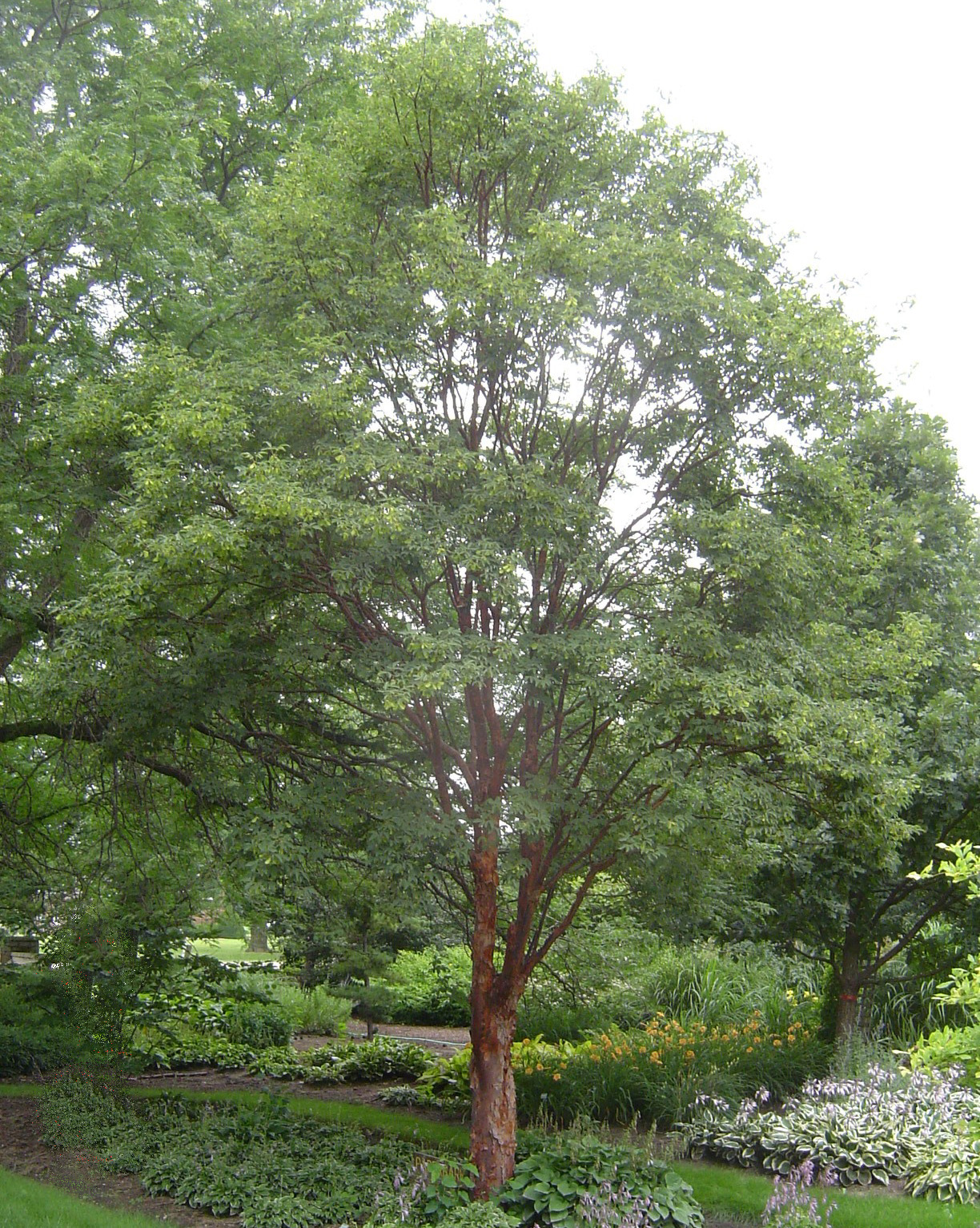 paperbark maple tree bark