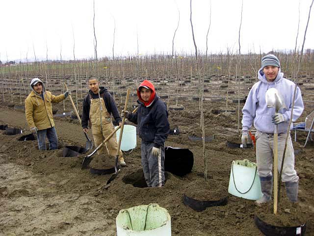 The Crew During Planting Season - Urban Forest Nursery, Inc.