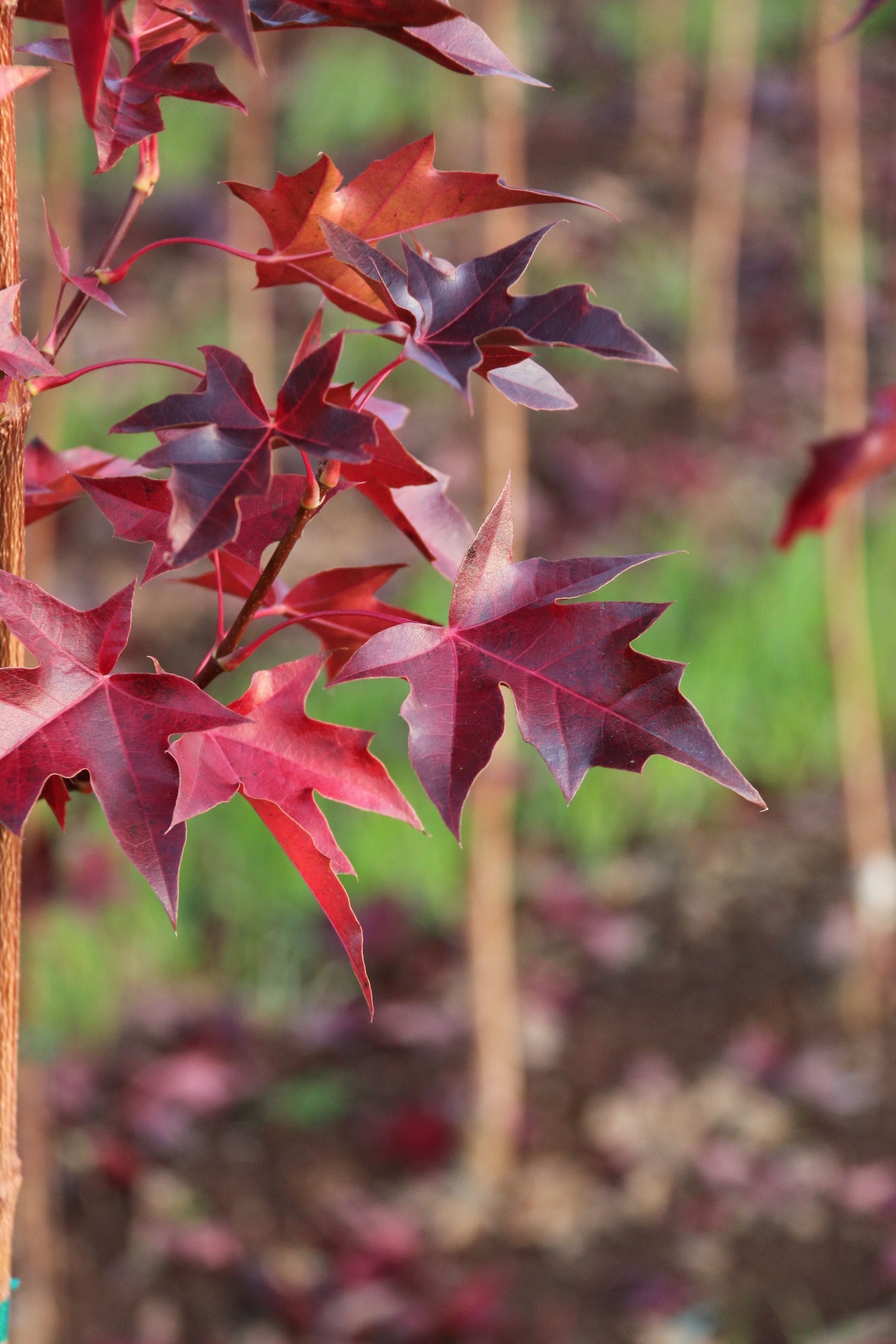 Urban Sunset® Maple – Urban Forest Nursery Inc.