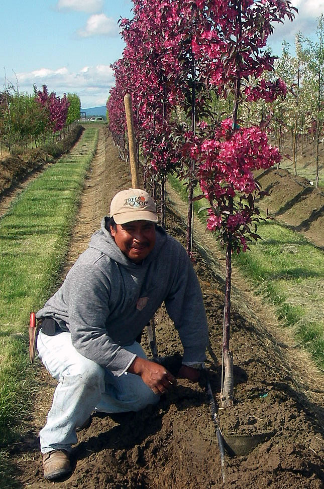 Abel Contreras at Urban Forest Nursery, Inc.