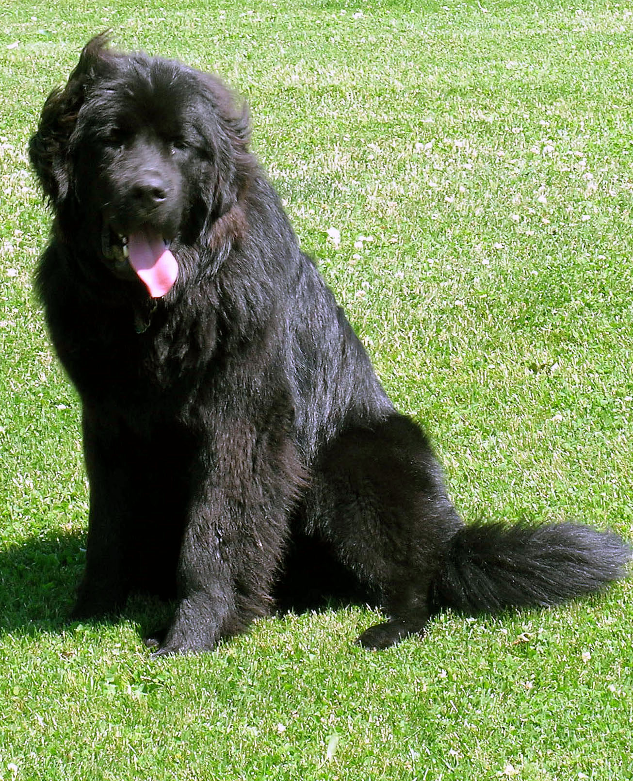 Newman, the family's Newfoundland