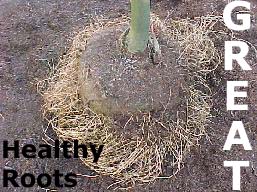 Healthy Roots from Grow Bag