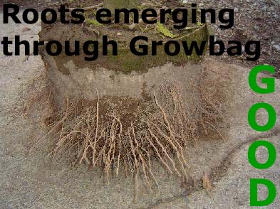 Roots Emerging Through Grow Bag