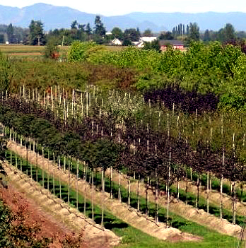 View of Urban Forest Nursery, Inc.