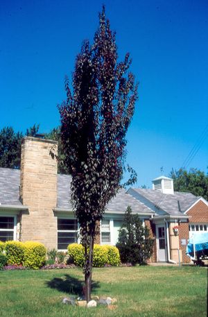 American Hornbeam