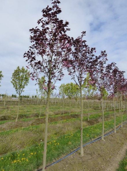 Autumn Brilliance Serviceberry