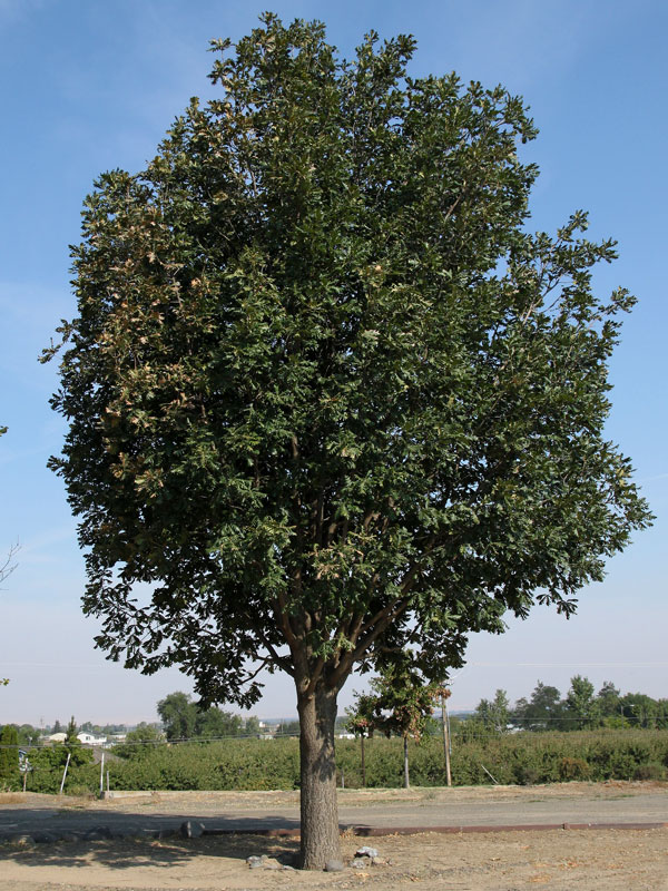 Paperbark Maple