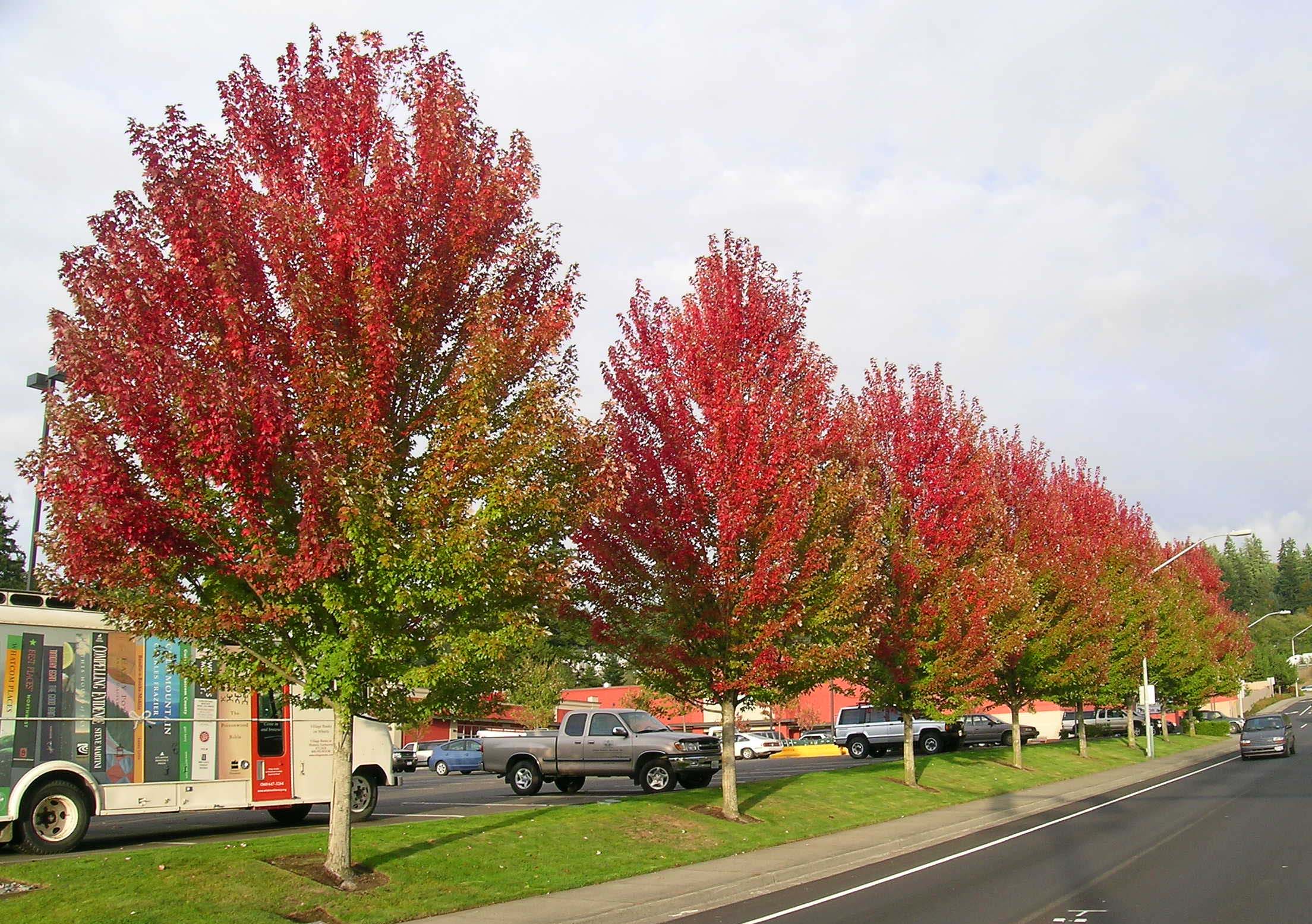 Autumn Blaze Maple