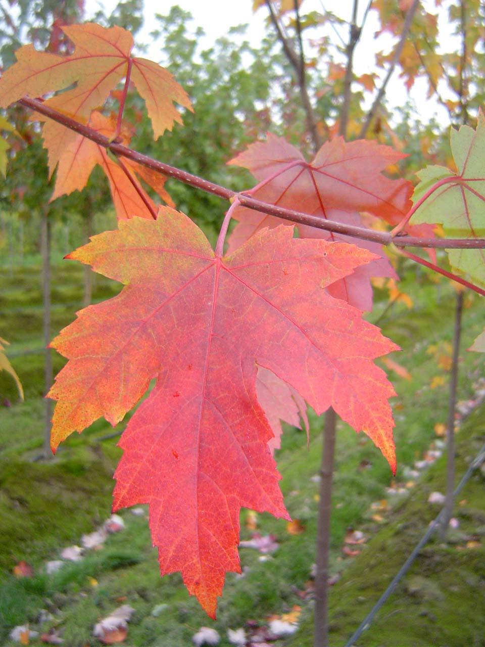Autumn Blaze Maple Leaf