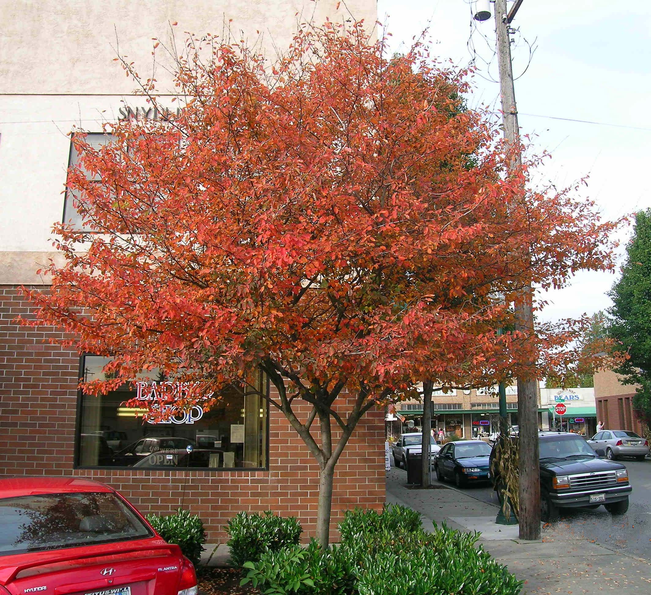 Single Stem Autumn Brilliance Serviceberry