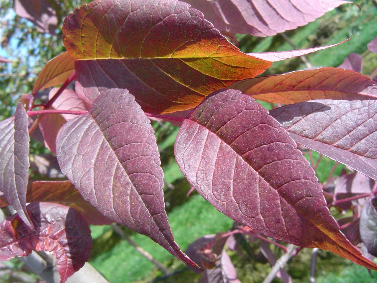 Ash Tree Leaves Fall