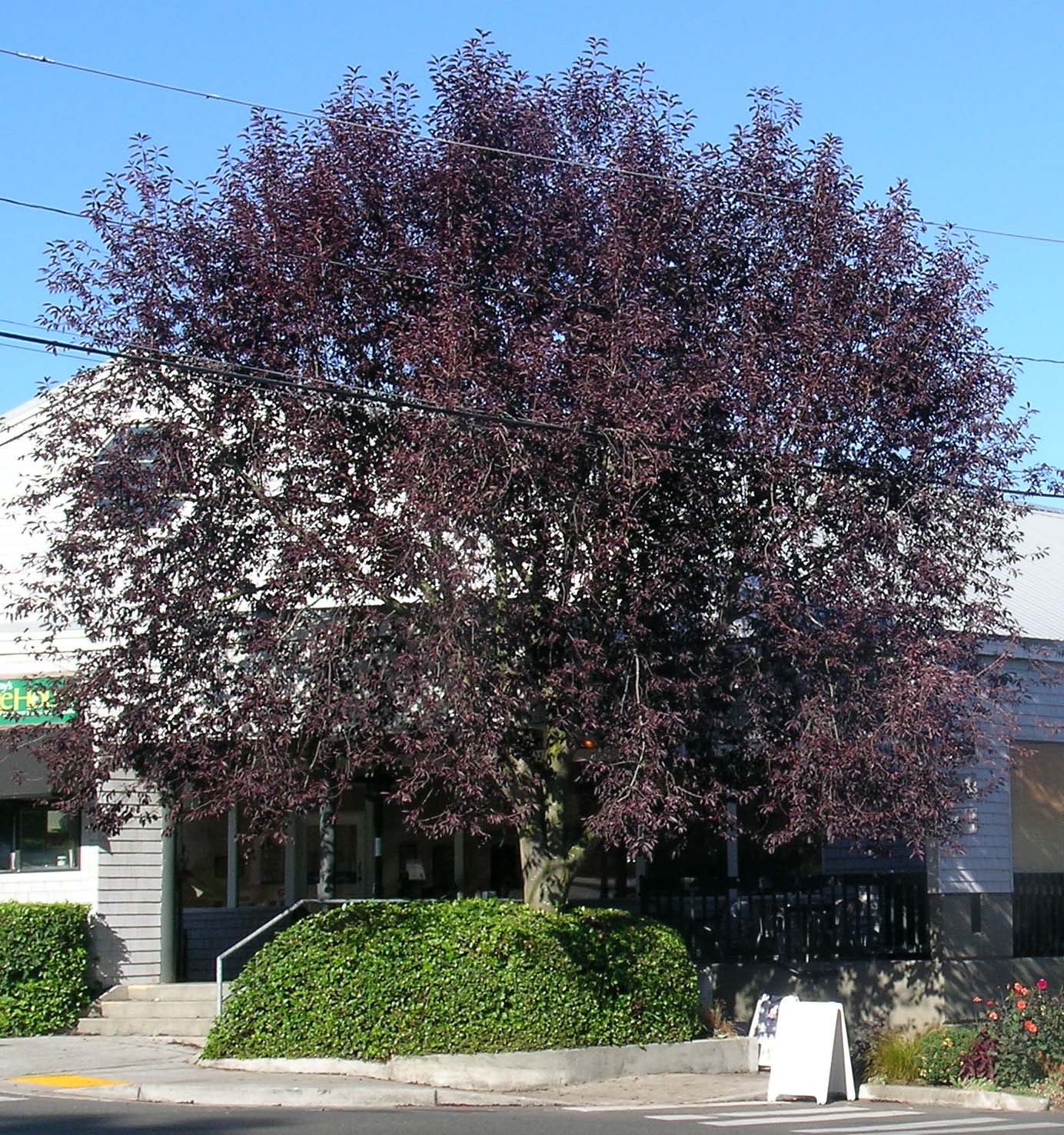 Mature Canada Red Chokecherry