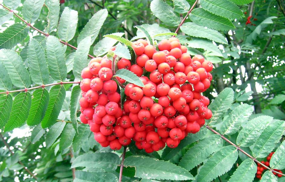 Red Mountain Ash Berries - Red mountain ash berry over blue sky ...