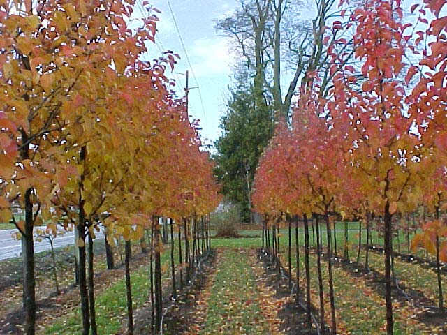 Cleveland Select Flowering Pear Fall Color