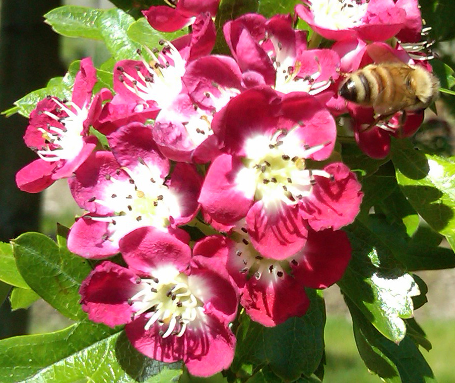 Hawthorn Tree Flowers