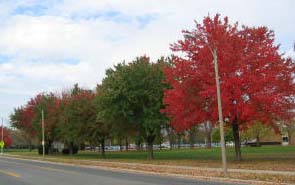 Mature Frontier Elm