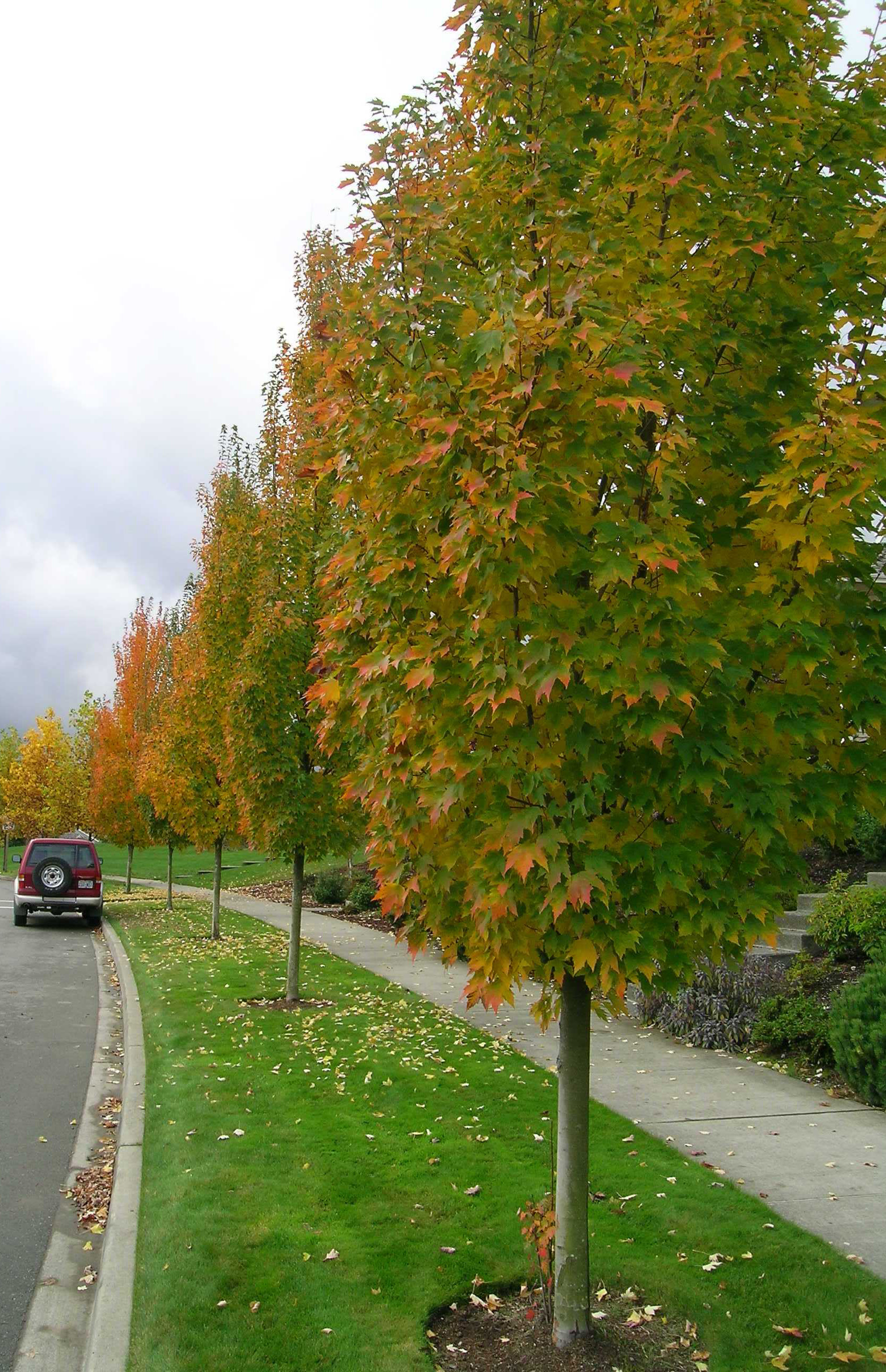 Armstrong Red Maple Tree Pictures - Maple Armstrong Columnar Red Trees ...