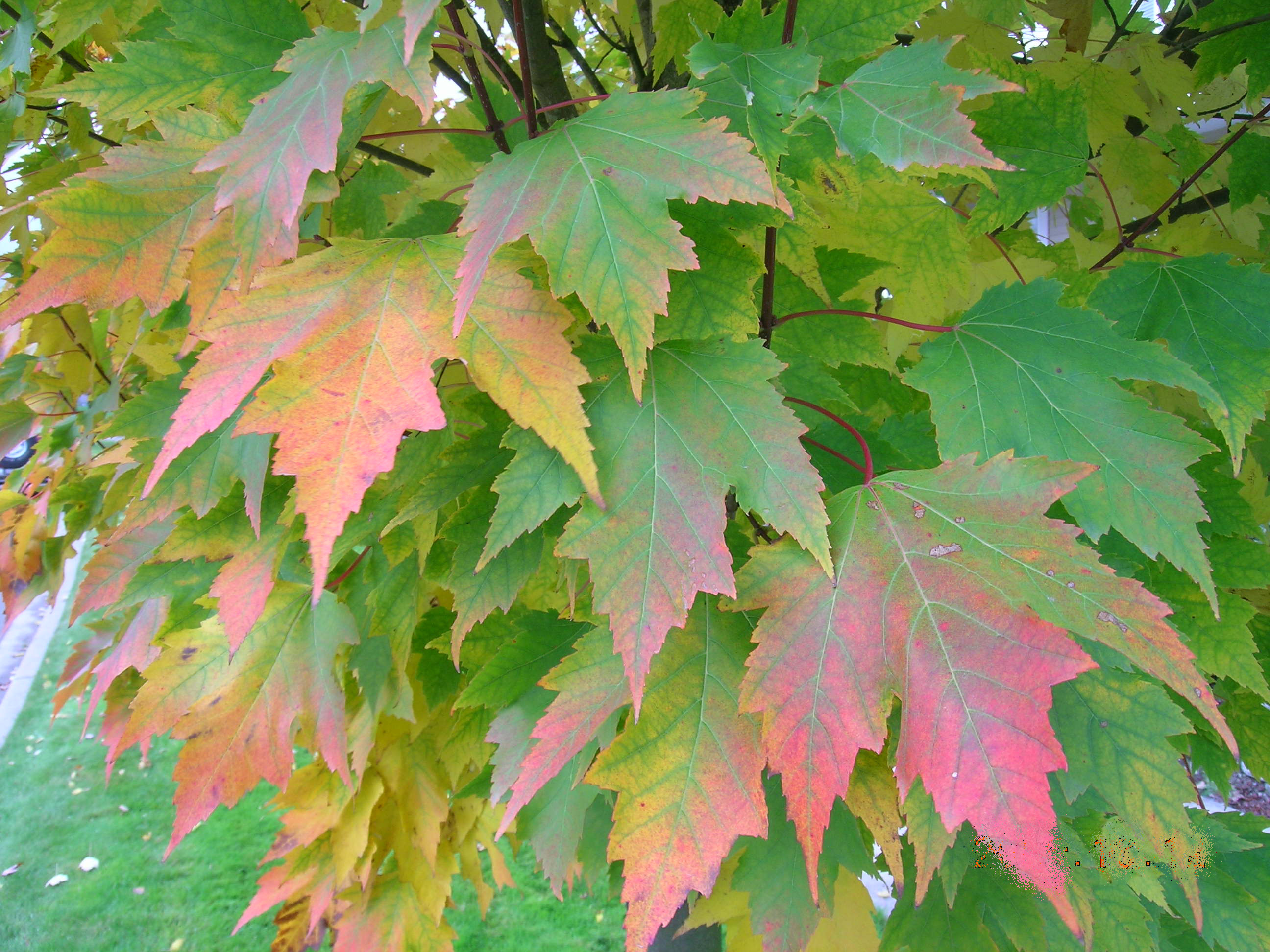 Karpick Red Maple Leaves