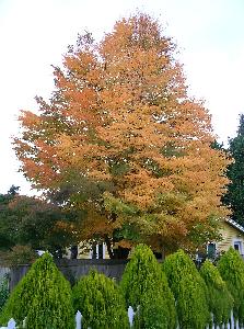 Mature Katsura