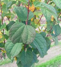 Katsura Leaf