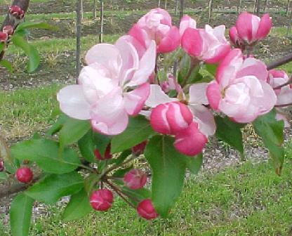 Marilee Flowering Crab Flowers