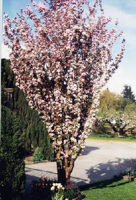 Marilee Flowering Crab Spring Flowers