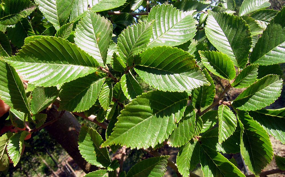 Triumph Elm Leaves