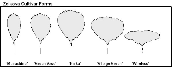 Japanese Zelkova Cultivar Forms