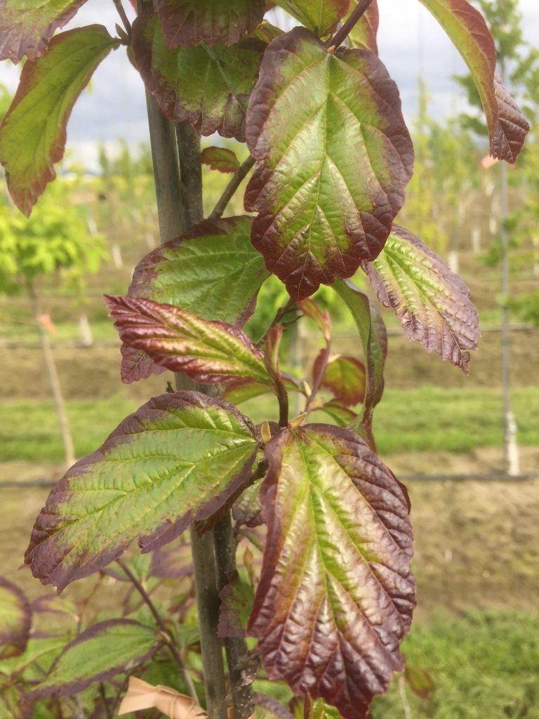 Close-up of Ruby Vase® Parrotia (Parrotia persica 'Ruby Vase') leaves showing fall color and shape
