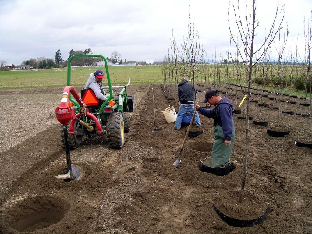 Urban Forest Nursery crew planting trees in the nursery