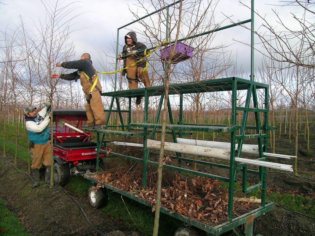 Urban Forest Nursery crew using a custom-made pruning cart in the field