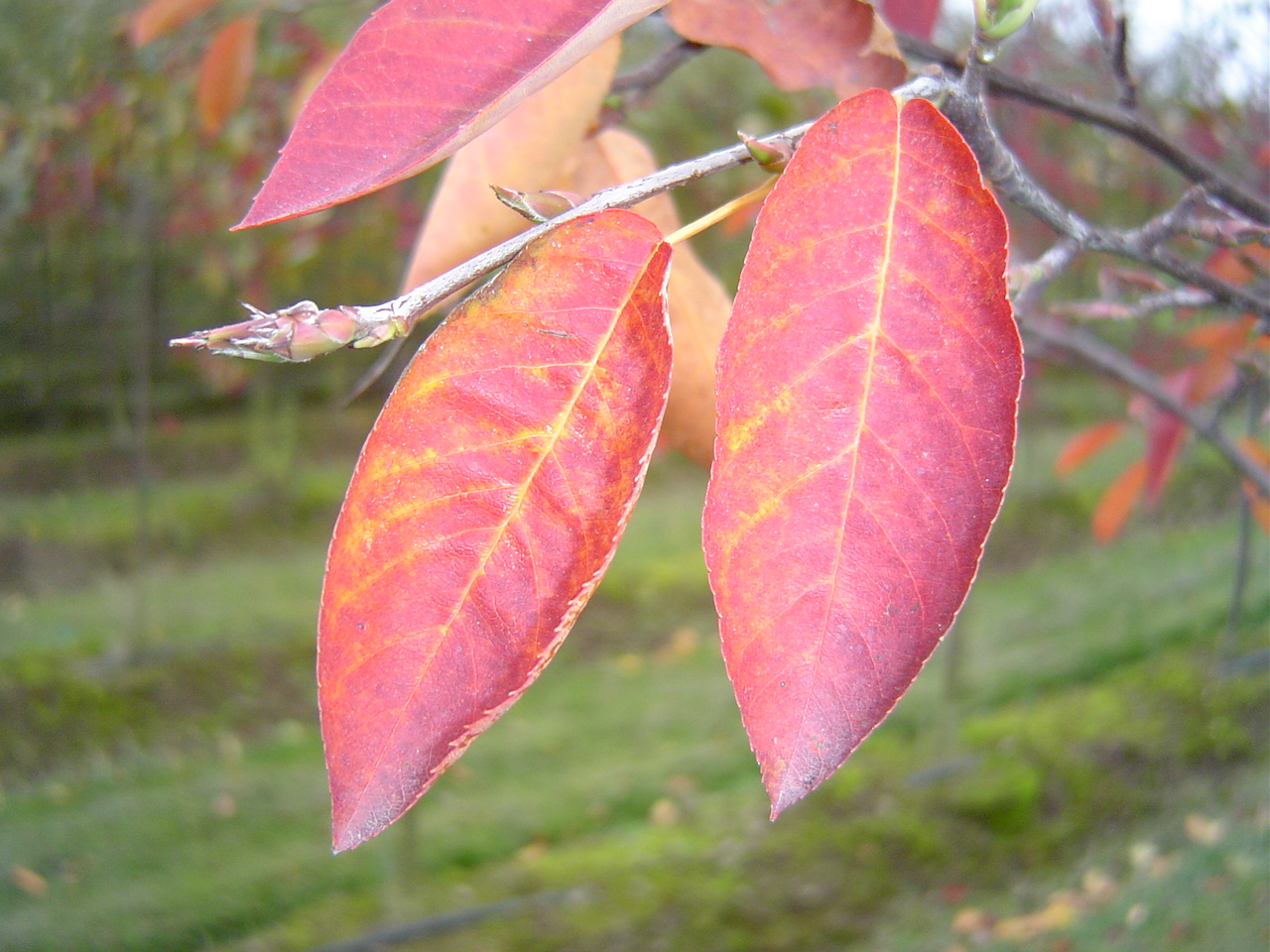 Autumn Brilliance® Serviceberry