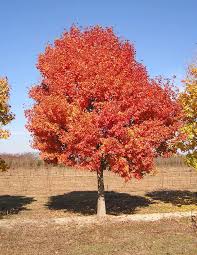 shantung maple root system