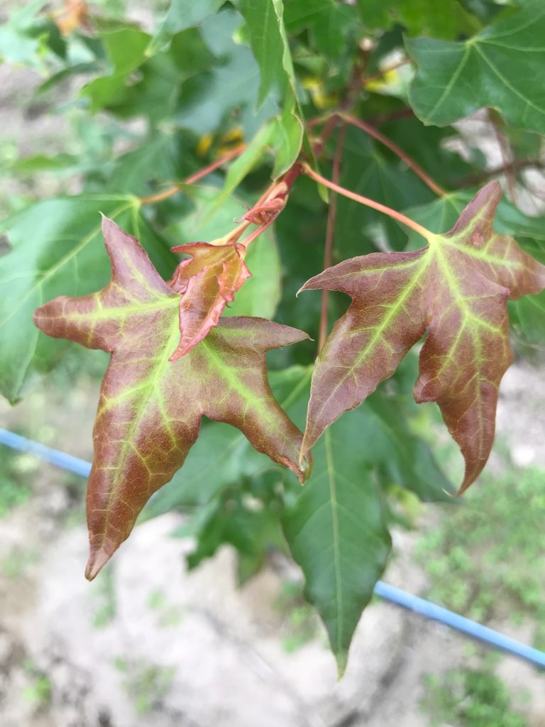 shantung maple root system