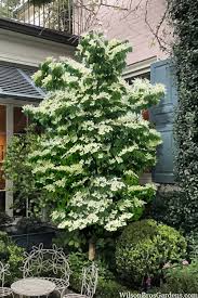 Starlight®, Venus®, Eddie’s White Wonder, Snow Tower® Dogwood, Scarlet Fire®