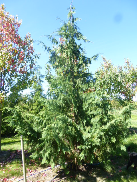 Residential planting of Alaska Cedar conifer (Chamaecyparis nootkatensis)