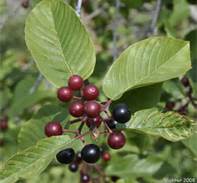 Close-up of Cascara fruit showing ripening berries