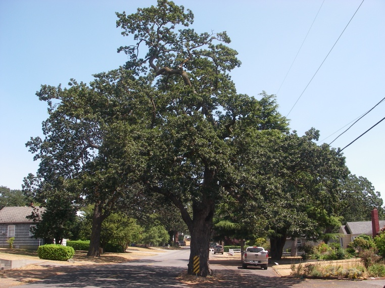 Garry Oak