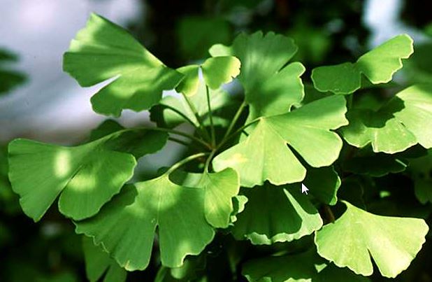 Close-up of Ginkgo tree (Ginkgo biloba) leaf showing fan shape and veins