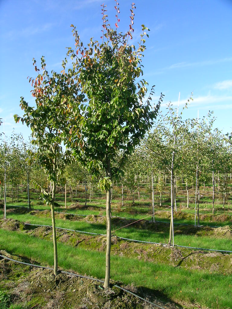 Ruby Vase® Parrotia tree (Parrotia persica 'Ruby Vase') young trees in a nursery row