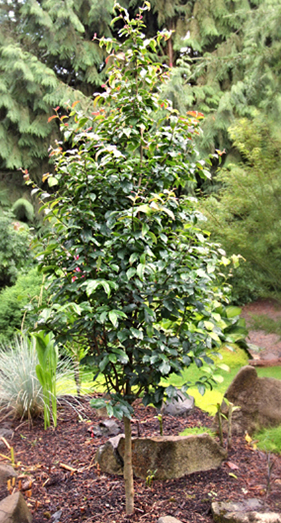 Persian Spire™ Upright Ironwood tree (Parrotia persica 'JL Columnar' PPAF) planted in a landscape setting