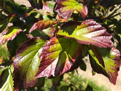 Close-up of Persian Spire™ Upright Ironwood (Parrotia persica 'JL Columnar' PPAF) leaf showing shape and fall color