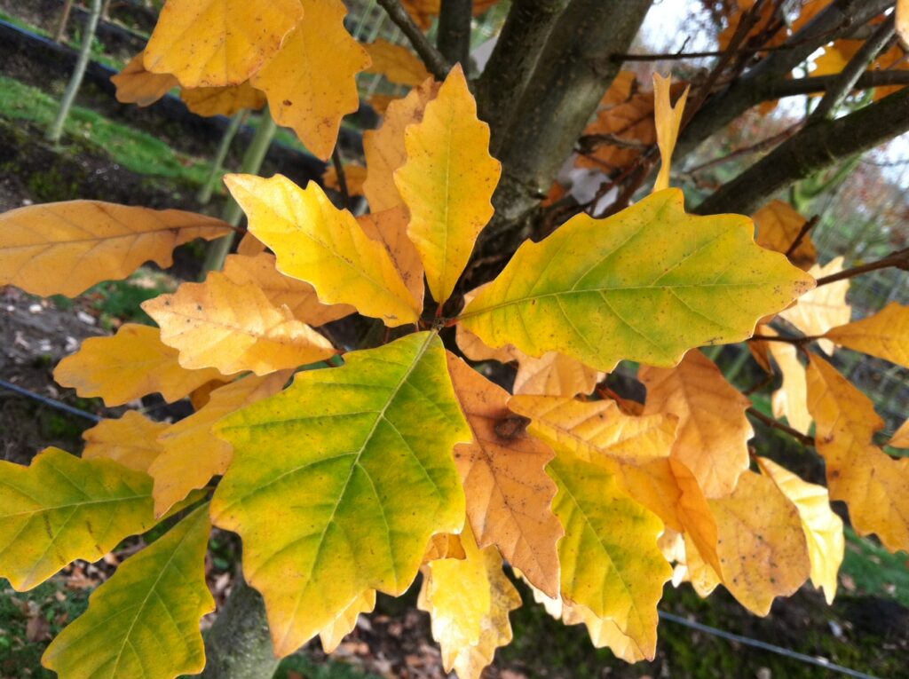 Close-up of Regal Prince® Oak tree (Quercus robur × Quercus bicolor 'Long' P.P. 12673) leaf showing shape and lobes