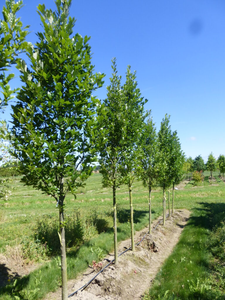 Regal Prince® Oak tree (Quercus robur × Quercus bicolor 'Long' P.P. 12673) young trees in a nursery row