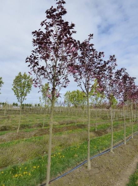 Royal Burgundy® Cherry tree (Prunus serrulata 'Royal Burgundy') young trees in a nursery row