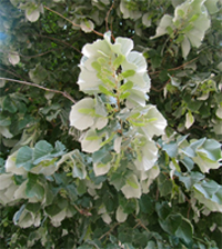 Close-up of Silver Linden tree (Tilia tomentosa) flowers showing creamy-white summer blossoms