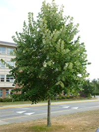 Silver Linden tree (Tilia tomentosa) as a street tree in an urban setting